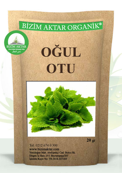 OĞUL OTU 
