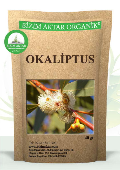 OKALİPTUS